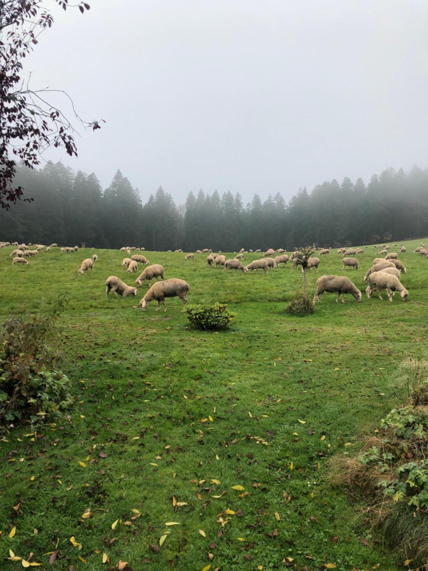 Solhof-Schoemberg Loßburg Kültér fotó